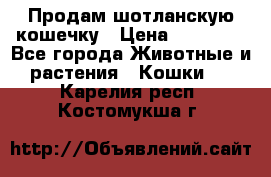 Продам шотланскую кошечку › Цена ­ 10 000 - Все города Животные и растения » Кошки   . Карелия респ.,Костомукша г.